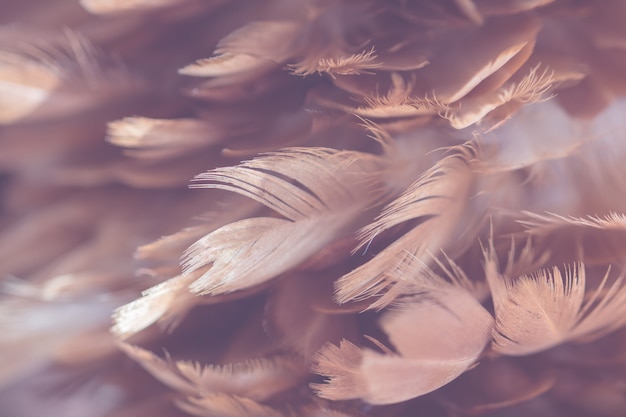 Blur Bird chickens feather texture for background