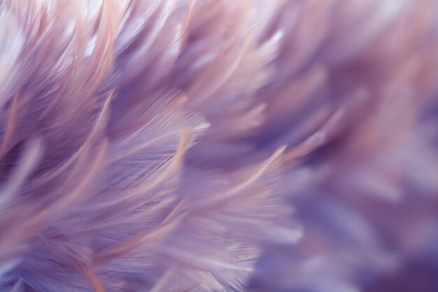 Blur Bird and chickens feather texture for background