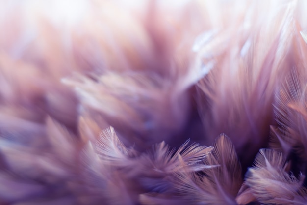 Blur Bird chickens feather texture