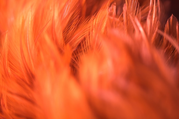 Blur Bird chickens feather texture. 