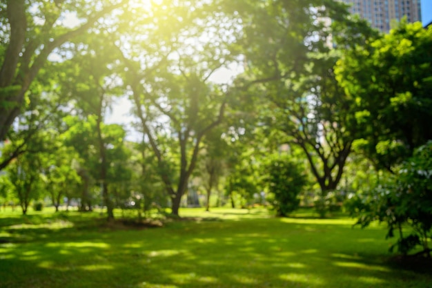 Blur blackground of trees in the park in summer