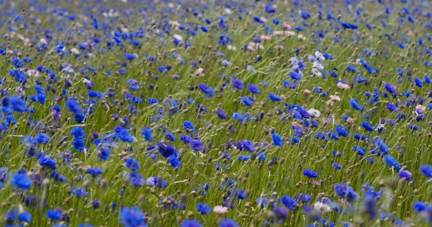 Blur cornflower field garden in countryside