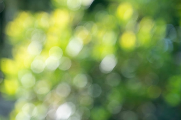 Blur green bokeh light outdoor natural garden Green natural garden Blur background