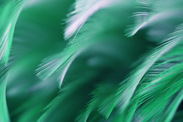 Blur green chickens feathers