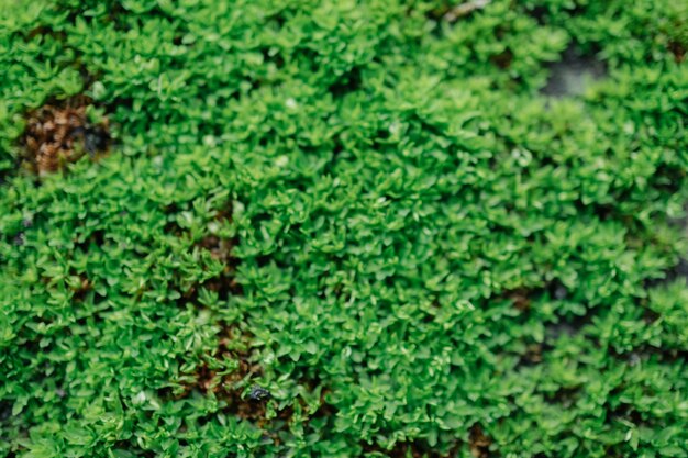 blur of green leaf texture.