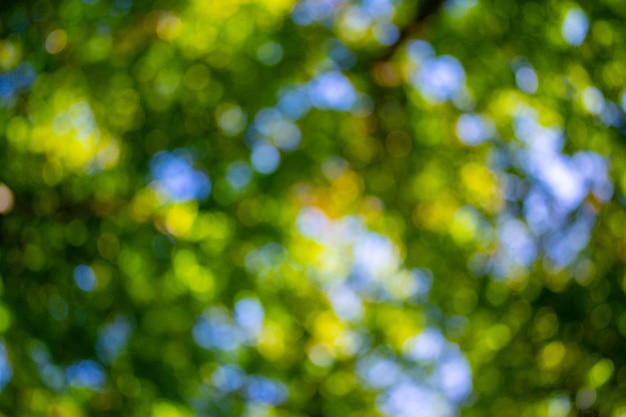 Blur natural green leaves bokeh background Green bokeh on nature background Green leaf at summer Natural green leaves as spring background Environment greenery wallpaper