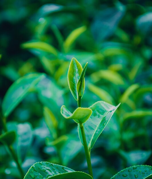 Blur Picture Dark and green leaves background fresh condition