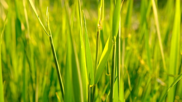 Blured all Green grass shaking in sunset light