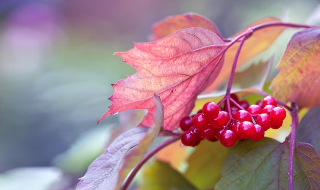 Blurred abstract natural background with red viburnum berries in the foreground and copy space