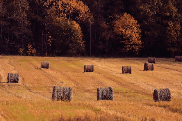 blurred background autumn field haystacks