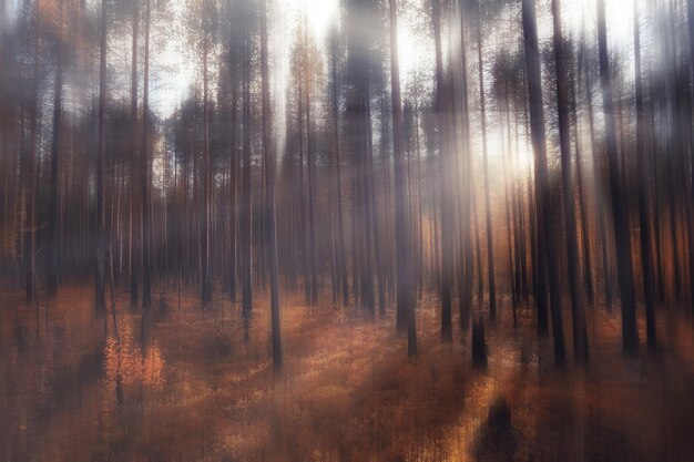 blurred background autumn nature landscape, abstract blur bokeh view of fall trees