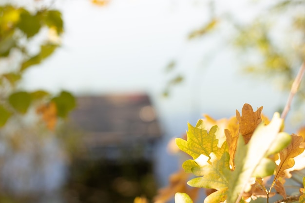 blurred background of a bridge against a background of golden autumn oak leaves