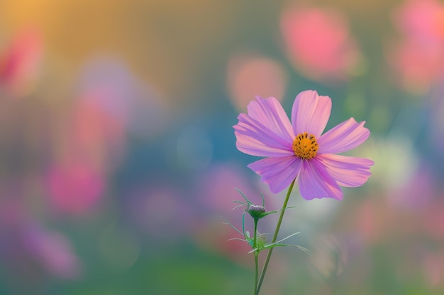 Blurred background enhances cosmos flower