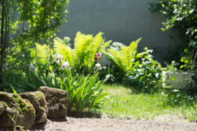 Blurred background of ferns and irises in the flowerbed