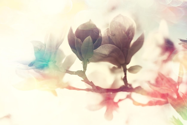 blurred background flowers / concept not clear soft background for design spring mood