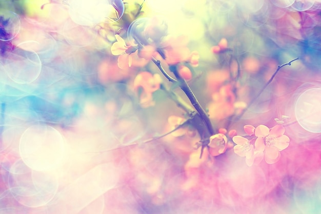 blurred background flowers / concept not clear soft background for design spring mood