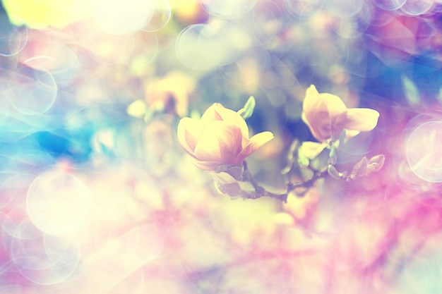 blurred background flowers / concept not clear soft background for design spring mood