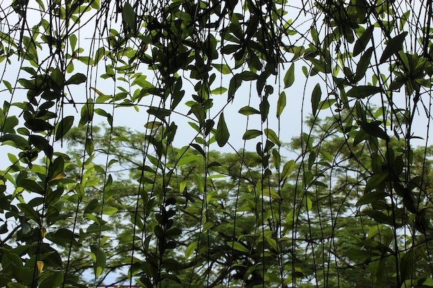 A blurred background of hanging plant leaves