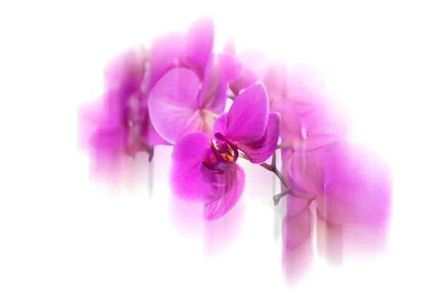 Blurred background of pink orchid Blurred flower on a white background