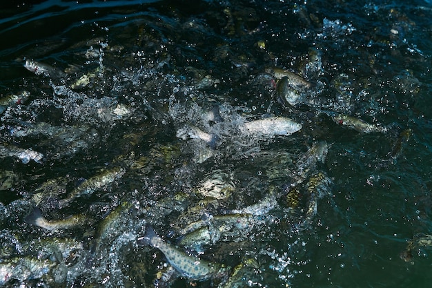 Photo blurred background - trout splashing in the water at a fish farm waiting for feeding