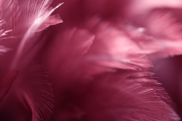 Blurred Bird and chickens feather texture for background