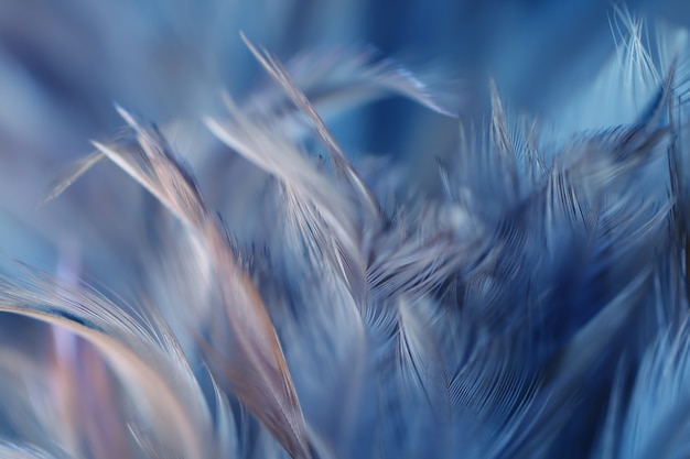 Blurred Bird and chickens feather texture for background