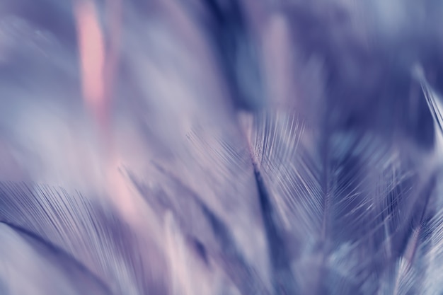 Blurred Bird and chickens feather texture for background