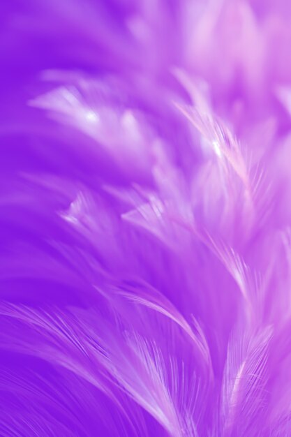 Blurred Bird feathers texture for background