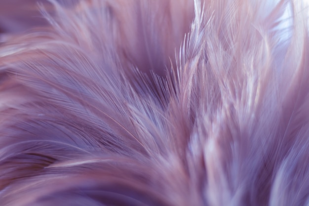 Blurred Bird feathers texture for background