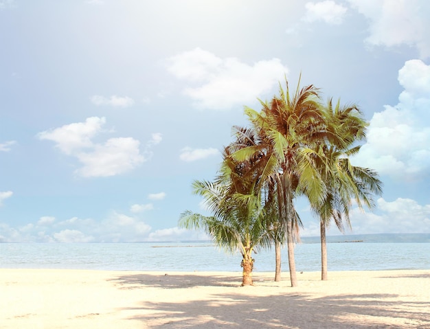 Blurred blue sky and leaves of coconut palm tree on white beach for panaroma tropical summer background