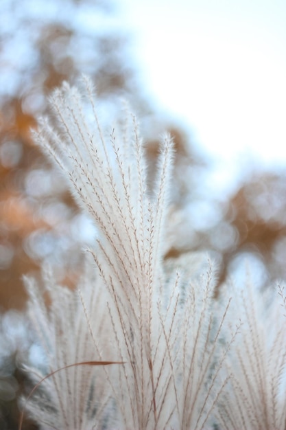 Blurred Bokeh Nature Background with Wild Dry Grass on Wind Beautiful Defocused Aesthetic Wallpaper Autumn Nature