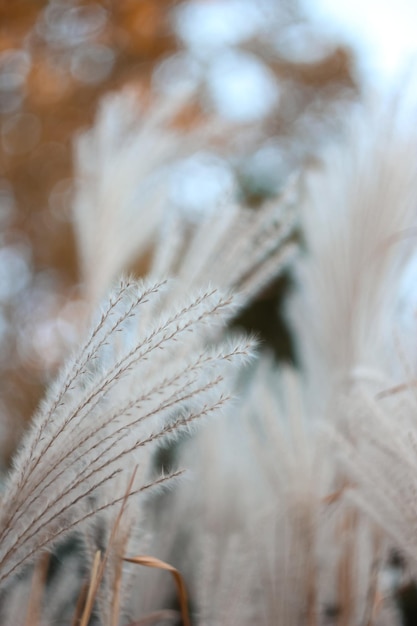 Blurred Bokeh Nature Background with Wild Dry Grass on Wind Beautiful Defocused Aesthetic Wallpaper Autumn Nature