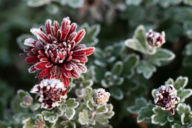 Blurred bush with burgundy blooming chrysanthemum covered with white frost Morning frost green frozen plant leaves