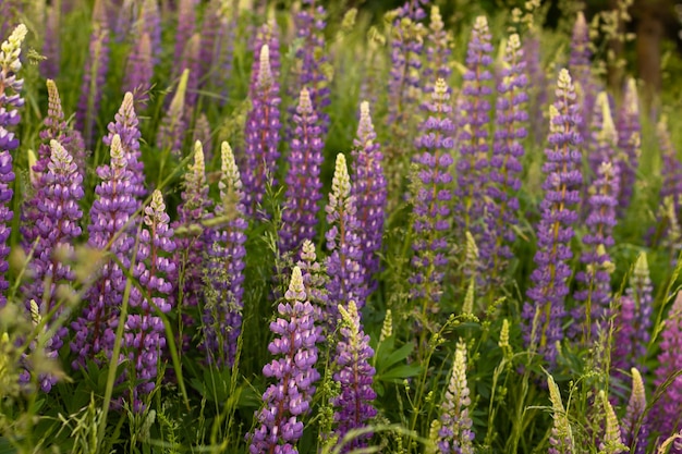 Blurred field of purple lupins in the rays of sunset. Background, selective focus.