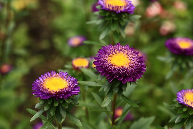 Photo blurred floral background with soft selective focus chrysanthemums in the garden summer background