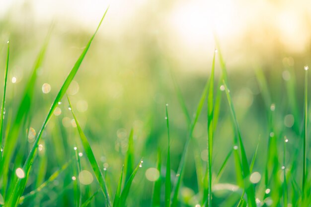 Blurred fresh green grass field in the early morning with morning dew. Water drop on tip of grass leaves in garden.