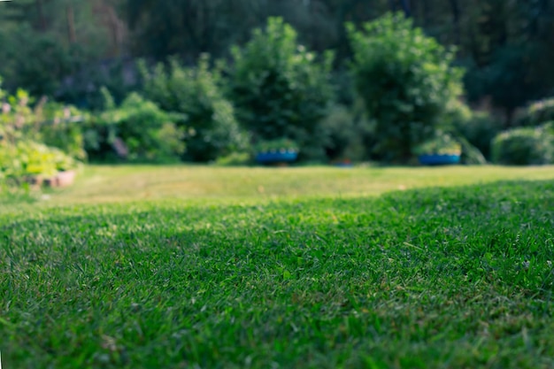 Blurred garden background backyard lawn summer day