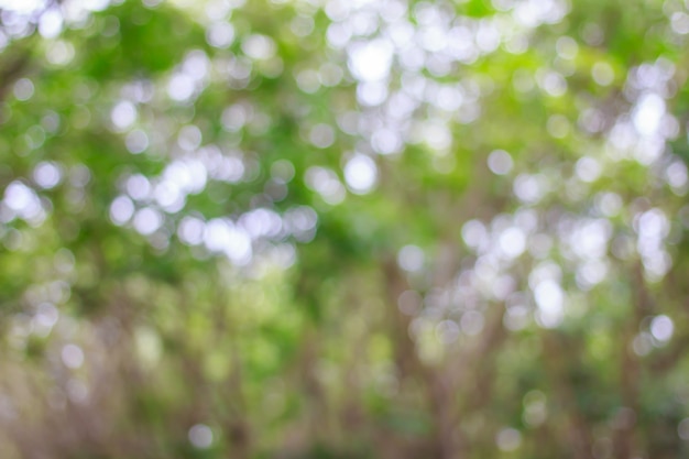 Blurred of green bokeh on tree background