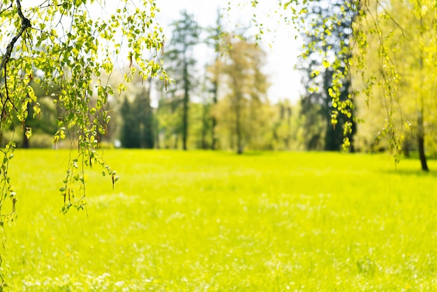 Blurred green leaves and nature