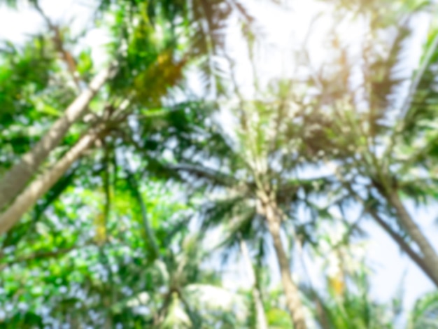 Photo blurred green leaves of tall tropical palm tree jungle and sky background with sunlight abstract blurry green bokeh of high coconut tree backgrounds on sunshine day view from below