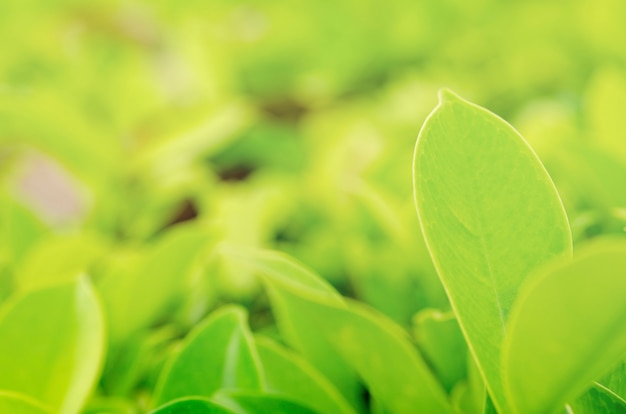 Blurred green leaves with blurred pattern background