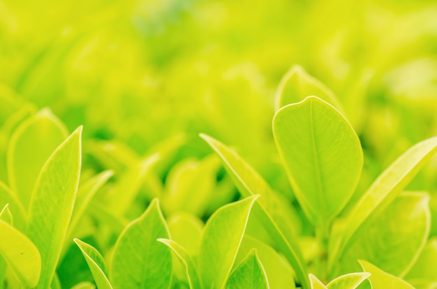 Blurred green leaves with blurred pattern background