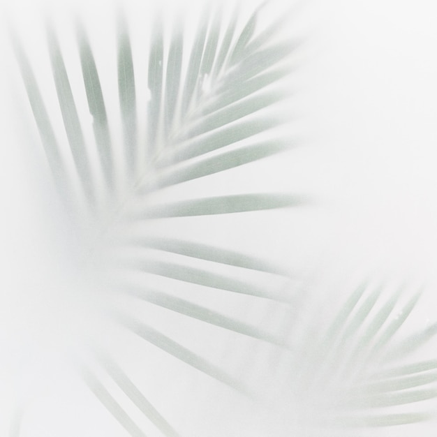 Blurred green palm leaves on off white background