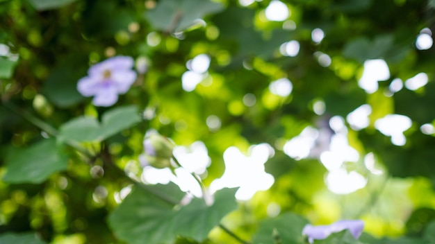 Blurred image of purple color flowers and leaves in the outdoors