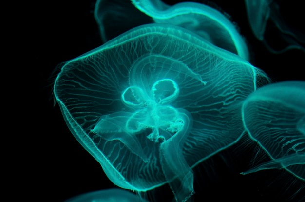 Blurred jellyfish with black background.