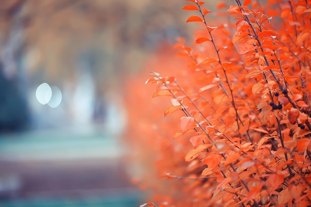 blurred leaves background, bokeh park landscape, autumn view in october