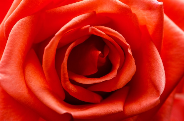 Blurred red rose with blurred