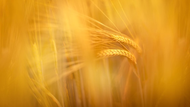 Blurred rye field ears of golden wheat close up beautiful nature sunset landscape autumn