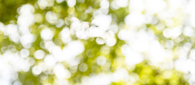 Blurred soft green bokeh abstract nature backgrounds