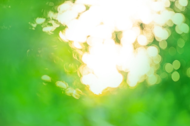 Blurred sunset garden or park background with daylight Green leaves in a forest abstract blurred background